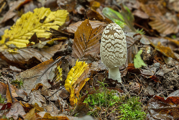 hnojník strakatý Coprinopsis picacea (Bull.) Redhead, Vilgalys & Moncalvo