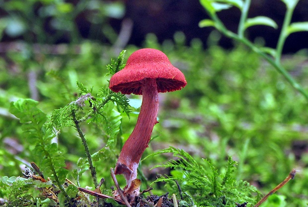 pavučinovec krvavý Cortinarius sanguineus (Wulfen) Fr.