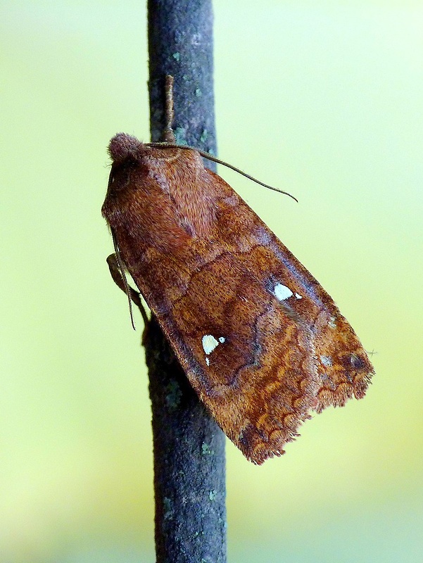 mora bielobodková Eupsilia transversa