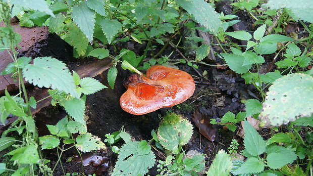 pečeňovec dubový Fistulina hepatica (Schaeff.) With.