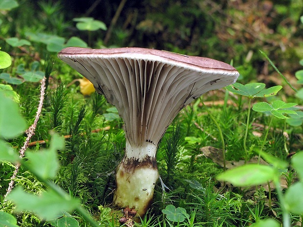 sliziak mazľavý Gomphidius glutinosus (Schaeff.) Fr.