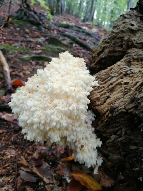 koralovec bukový Hericium coralloides (Scop.) Pers.