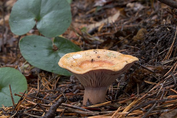 rýdzik krvavý Lactarius sanguifluus (Paulet) Fr.