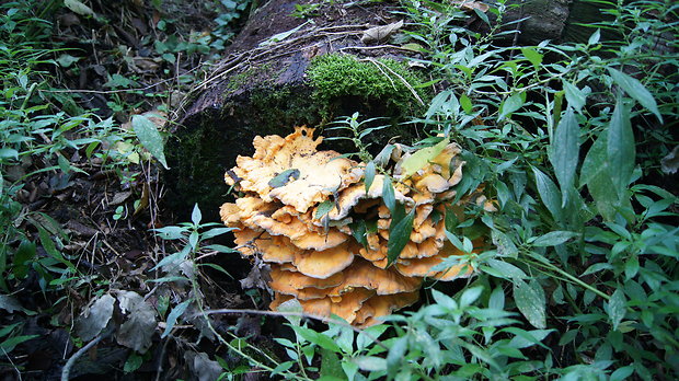 sírovec obyčajný Laetiporus sulphureus (Bull.) Murrill