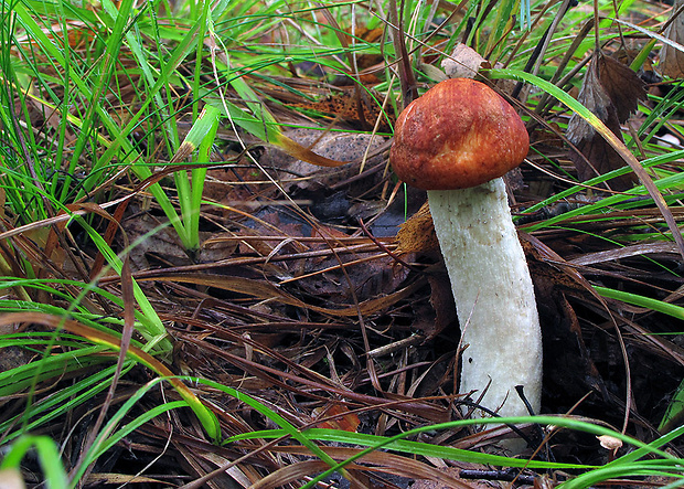 kozák osikový Leccinum albostipitatum den Bakker & Noordel.