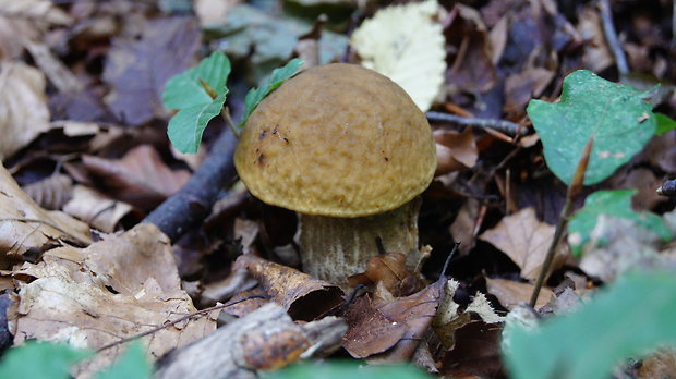 kozák hrabový Leccinum pseudoscabrum (Kallenb.) Šutara