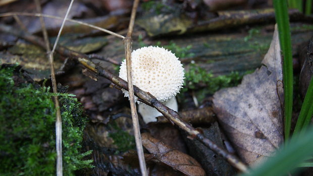 prášnica bradavičnatá Lycoperdon perlatum Pers.