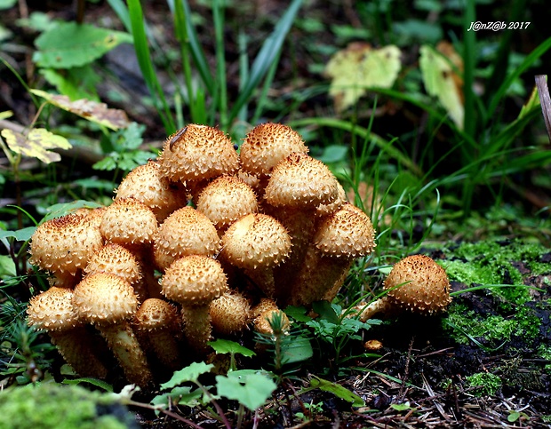 šupinovka šupinatá Pholiota squarrosa (Vahl) P. Kumm.