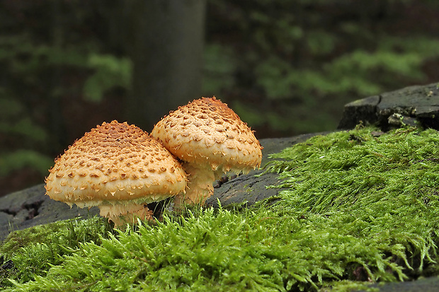 šupinovka šupinatá Pholiota squarrosa (Vahl) P. Kumm.