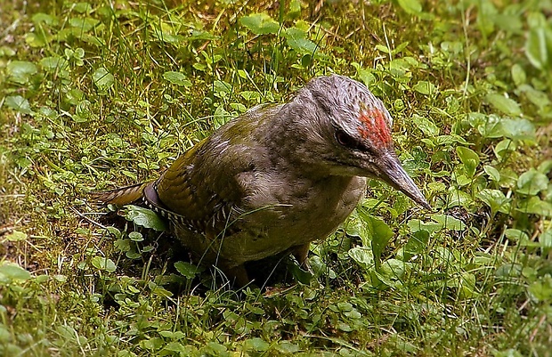 žlna zelená Picus viridis