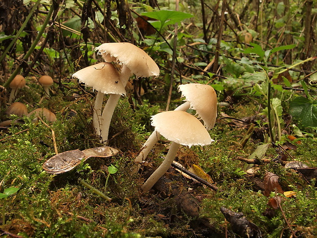 drobuľka Candolleova Psathyrella candolleana (Fr.) Maire