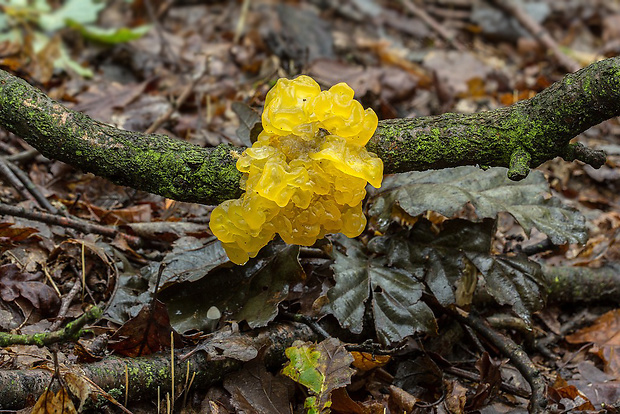 rôsolovka zlatožltá Tremella mesenterica Retz.