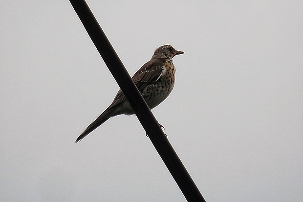 drozd čvíkotavý Turdus pilaris