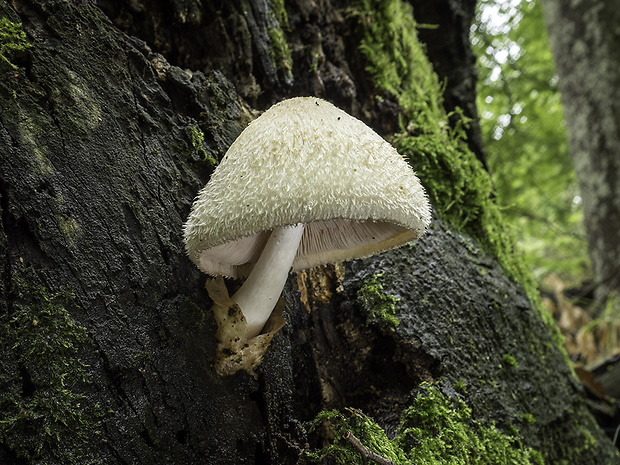 pošvovec stromový Volvariella bombycina (Schaeff.) Singer