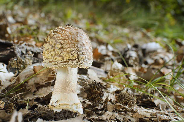 muchotrávka hrubá Amanita excelsa (Fr.) Bertill.