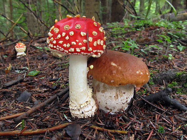 muchotrávka červená a hríb smrekový Amanita muscaria a Boletus edulis