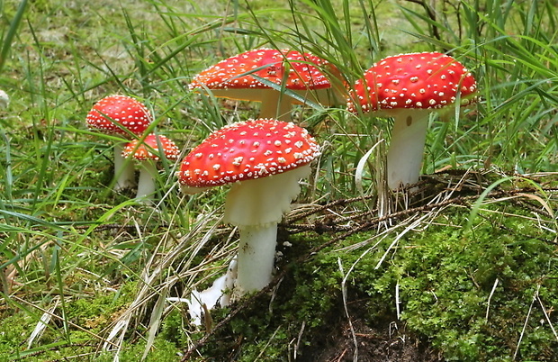 muchotrávka červená Amanita muscaria (L.) Lam.