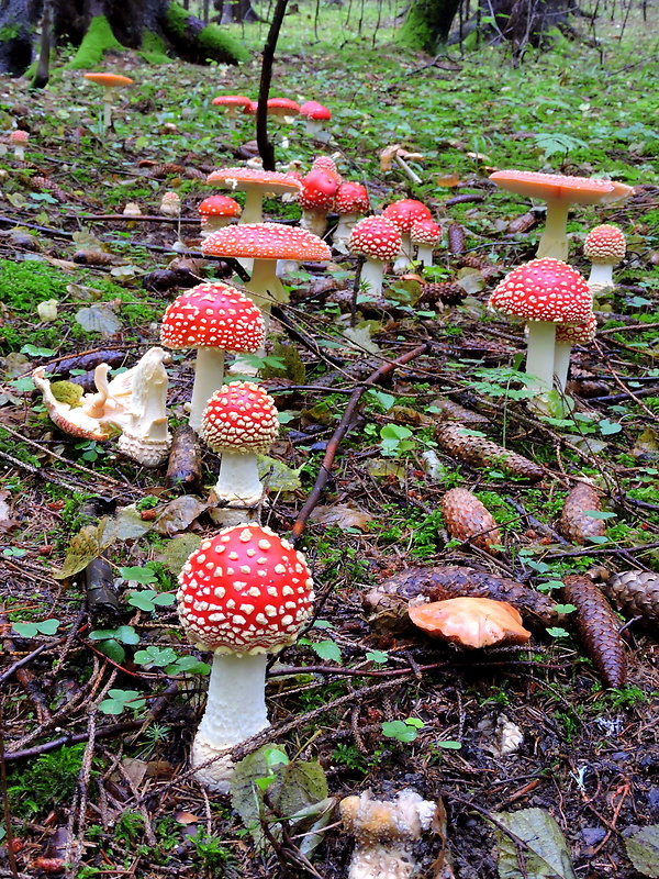 muchotrávka červená Amanita muscaria (L.) Lam.