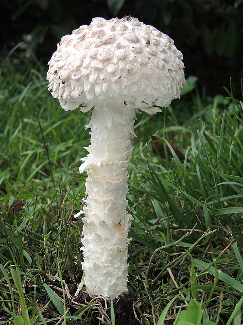 muchotrávka Vittadiniho Amanita vittadinii (Moretti) Vittad.