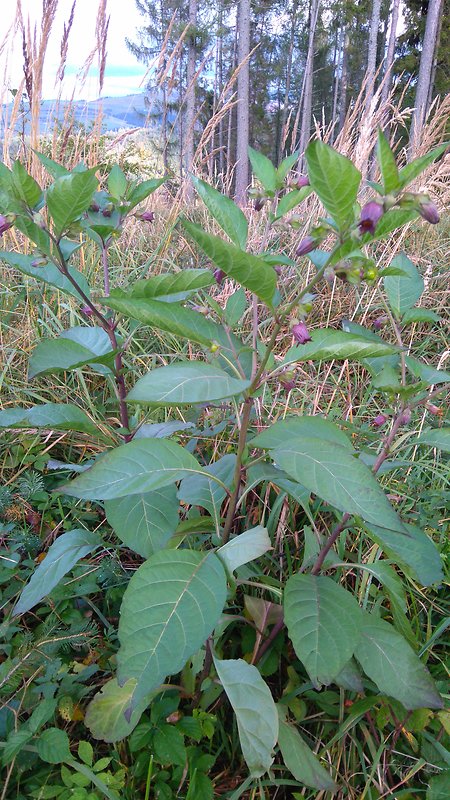 ľuľkovec zlomocný Atropa bella-donna L.