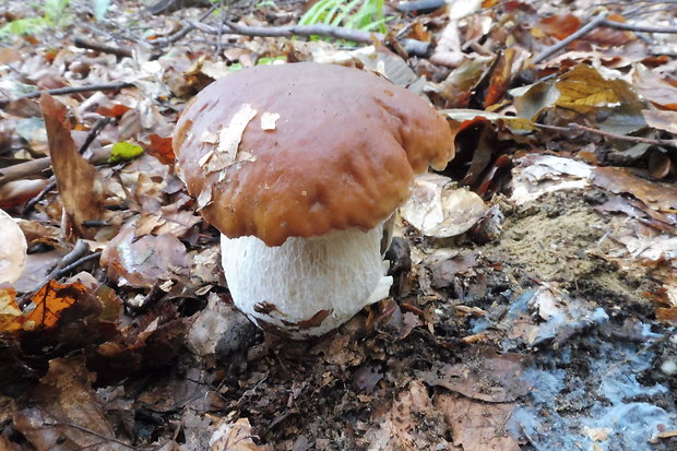 hríb smrekový Boletus edulis Bull.