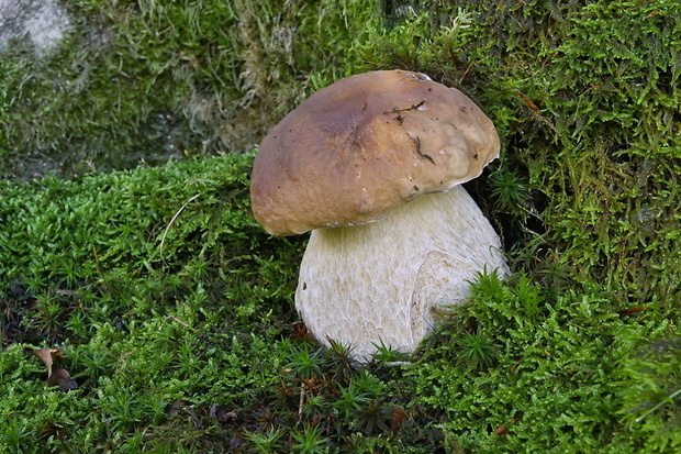 hríb smrekový Boletus edulis Bull.