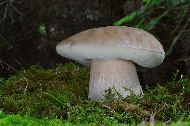 hríb smrekový Boletus edulis Bull.