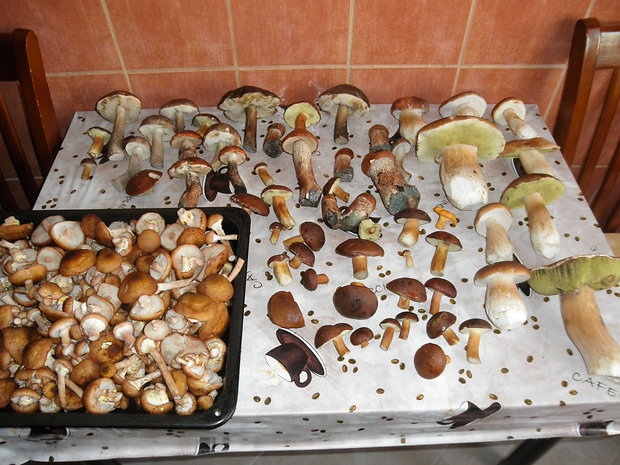 hríb dubový Boletus reticulatus Schaeff.