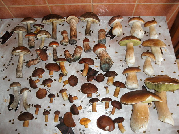 hríb dubový Boletus reticulatus Schaeff.