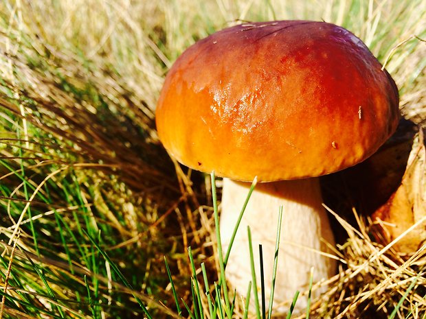 hríb dubový Boletus reticulatus Schaeff.