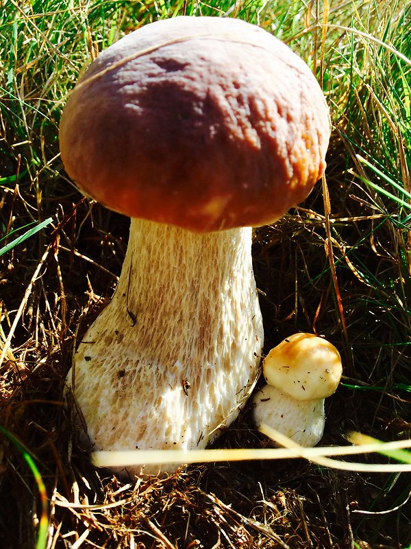 hríb dubový Boletus reticulatus Schaeff.