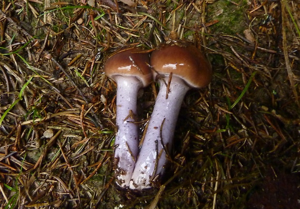 pavučinovec modroslizový Cortinarius integerrimus?