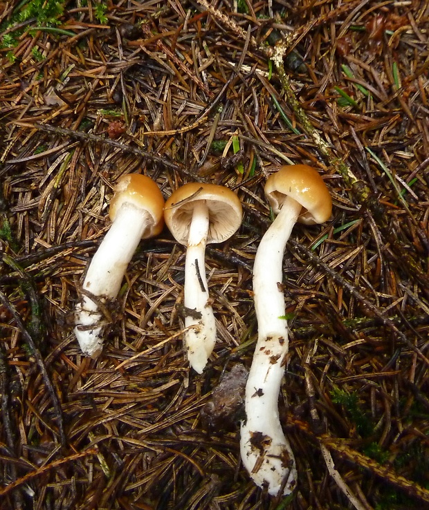 pavučinovec Cortinarius sp.