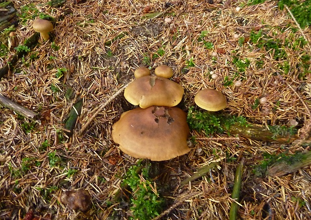 pavučinovec Cortinarius sp.