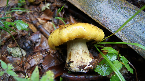 pavučinovec Cortinarius sp.