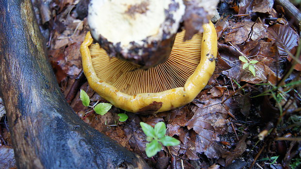 pavučinovec Cortinarius sp.