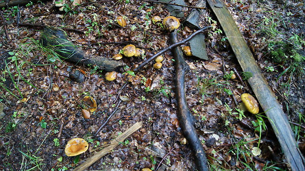 pavučinovec Cortinarius sp.