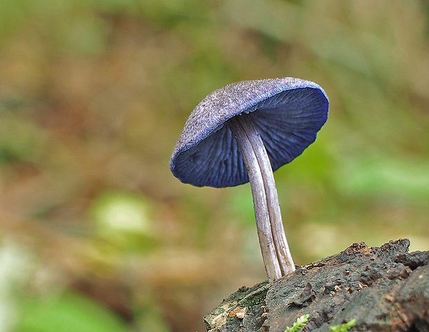 hodvábnica fialovomodrá Entoloma euchroum (Pers.) Donk