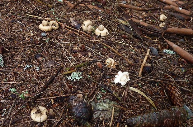 hviezdovka strapkatá Geastrum fimbriatum Fr.