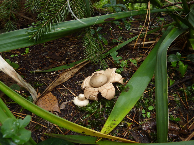 hviezdovka trojitá Geastrum triplex Jungh.