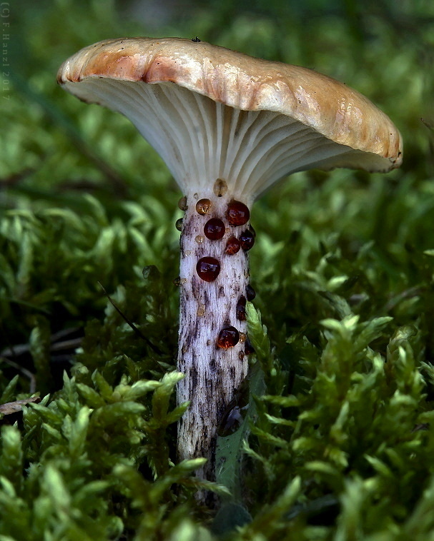 sliziak škvrnitý Gomphidius maculatus (Scop.) Fr.