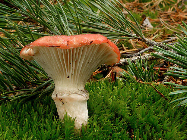 sliziak ružový Gomphidius roseus (Fr.) Oudem.