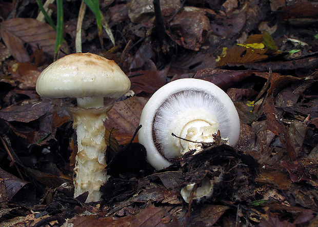 slzivka koreňujúca Hebeloma radicosum (Bull.) Ricken