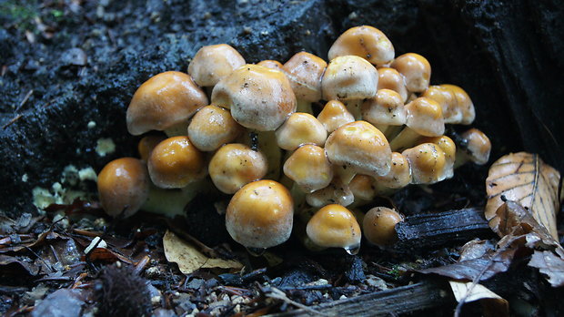 strapcovka tehlovočervená Hypholoma lateritium (Schaeff.) P. Kumm.