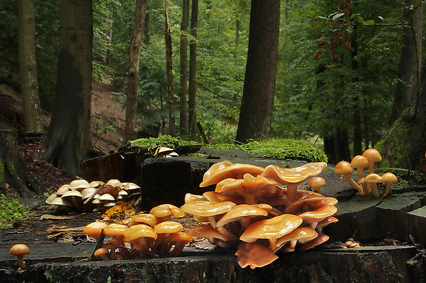 šupinačka menlivá Kuehneromyces mutabilis (Schaeff.) Singer & A.H. Sm.