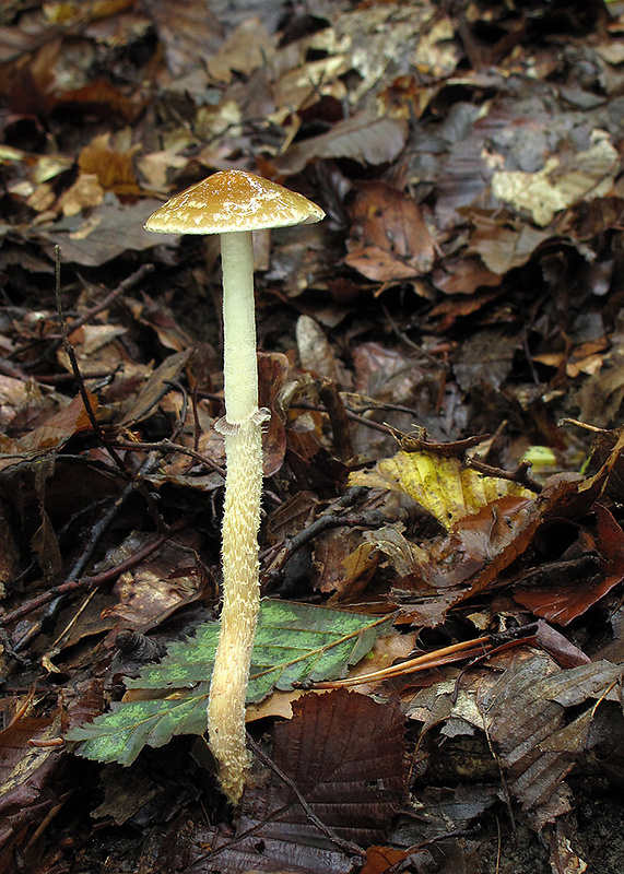 golierovka plavooranžová Leratiomyces squamosus (Pers.) Bridge & Spooner