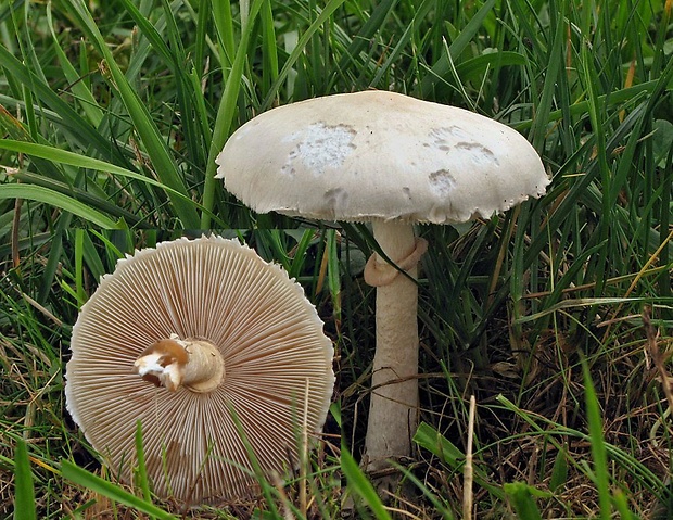 bedlica ružovolupeňová Leucoagaricus leucothites (Vittad.) Wasser