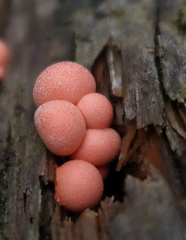 vlčinka Lycogala sp.