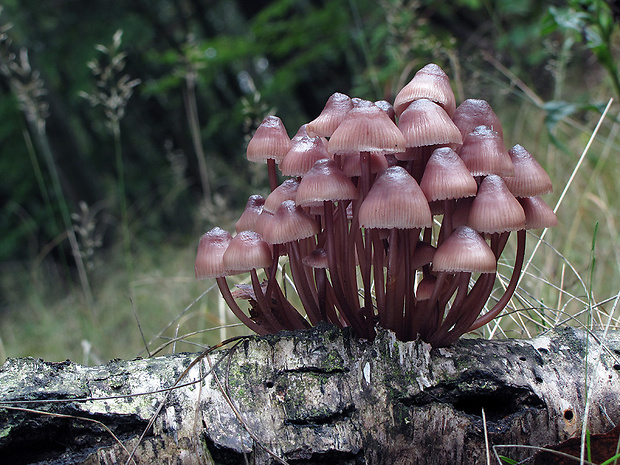 prilbička krvavomliečna Mycena haematopus (Pers.) P. Kumm.