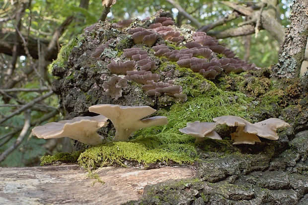 hliva buková Pleurotus pulmonarius (Fr.) Quél.